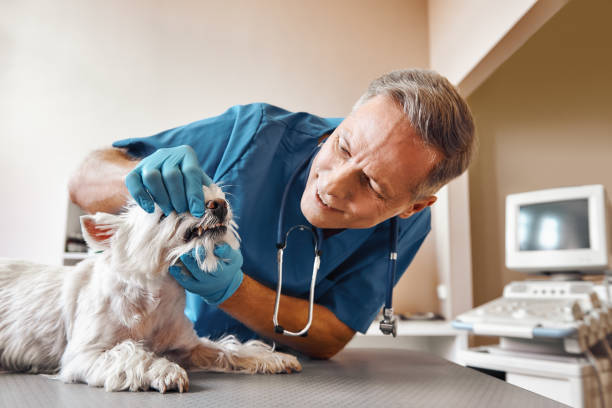 Best Emergency Dentist for Special Needs Patients in Kitty Hawk, NC